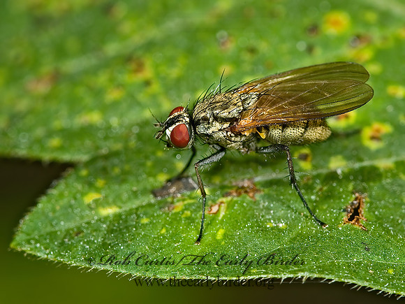 Helina  PHAONINAE MUSCID FLY 5001761z