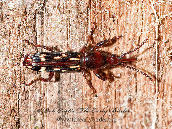 Arrhenodes minutus 8032915z