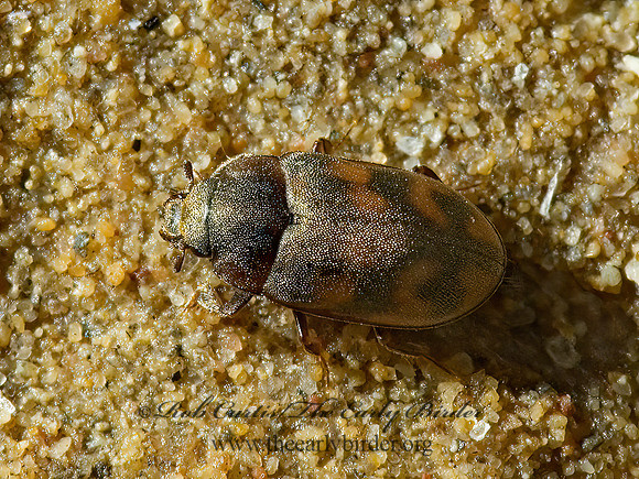Augyles auromicans 5000741z