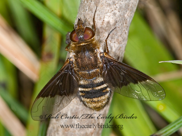 Paravilla separata  BEE FLY 6012071z