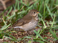 Catharus minimus  GRAY-CHEEKED THRUSH 3030180z