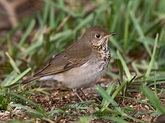 Catharus minimus  GRAY-CHEEKED THRUSH 3030180z