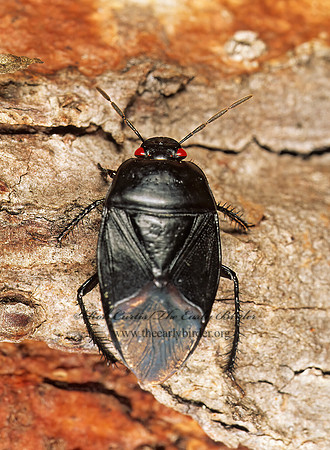 Cydnidae 196510z
