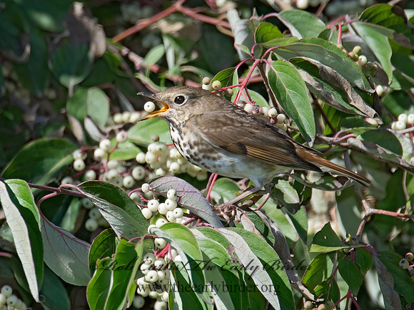 Catharus guttatus  HERMIT THRUSH 9015011z
