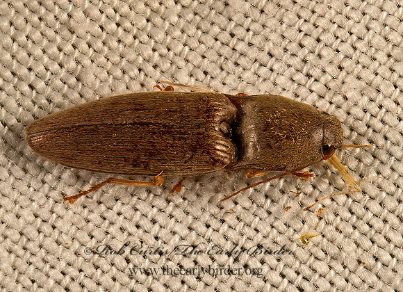 Conoderus lividus  OOPHORINI CLICK BEETLE 9051301z