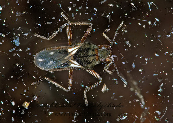 Microvelia signata  SMALLER WATER STRIDER 6026196z