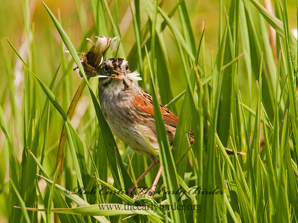 Melospiza georgiana  SWAMP SPARROW 3002017z
