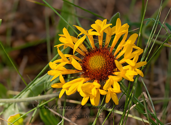 Gaillardia aristata  COMMON GALLARDIA6027809z