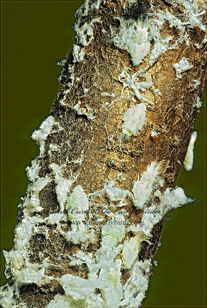 Metcalfa pruinosa 134931z