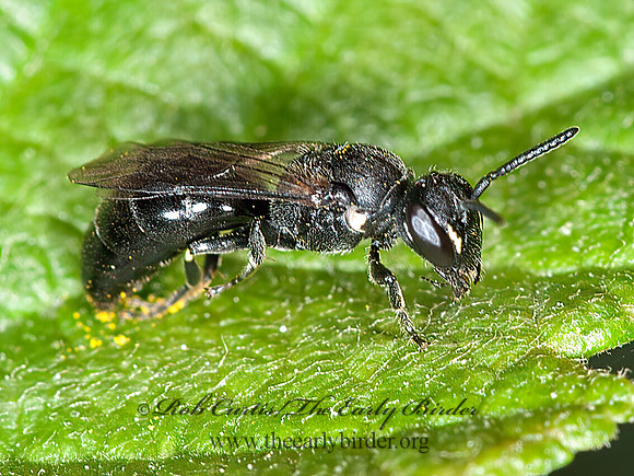 Hylaeus verticalis  NORTHERN MASKED BEE 8035010z