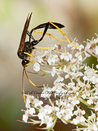 Acroricnus stylator aequatus 3010133z