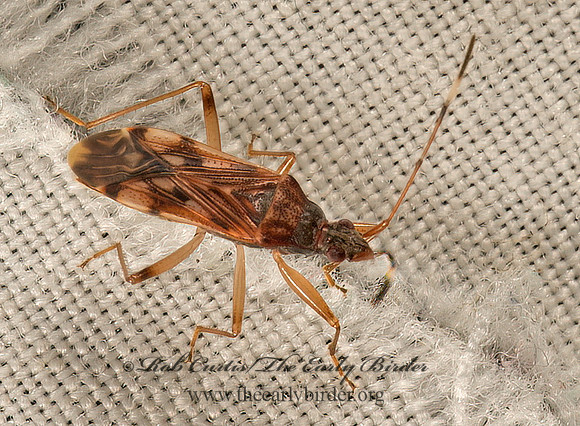 Ozophora picturata  DIRT-COLORED SEED BUG 9050292z