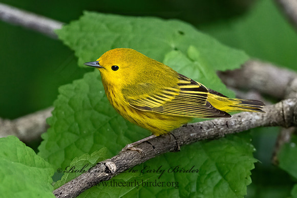Setophaga petechia  YELLOW WARBLER 3030514z