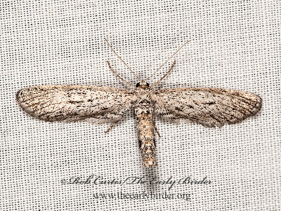 Glacuina  BOARMIINI GEOMETER 8036404z