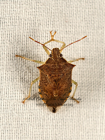 Podisus maculiventris  SPINED SOLDIER BUG 9048676z