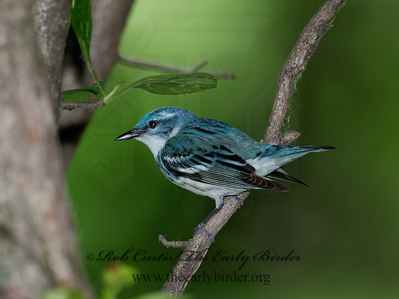 Setophaga cerulea  CERULEAN WARBLER 9023079z