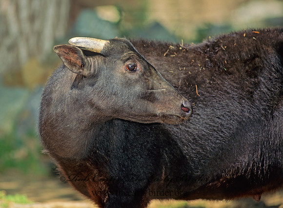 Anoa depressicornis  ANOA 126714z