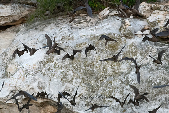 Tadarida brasiliensis  MEXICAN FREE-TAILED BAT 6040892z