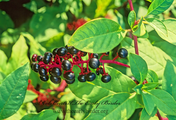 Phytolacca americana   AMERICAN POKEWEED  182829z