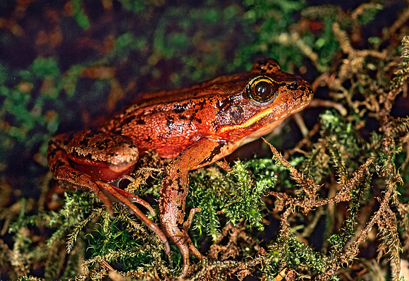 Rana aurora  NORTHERN RED-LEGGED FROG150312 z