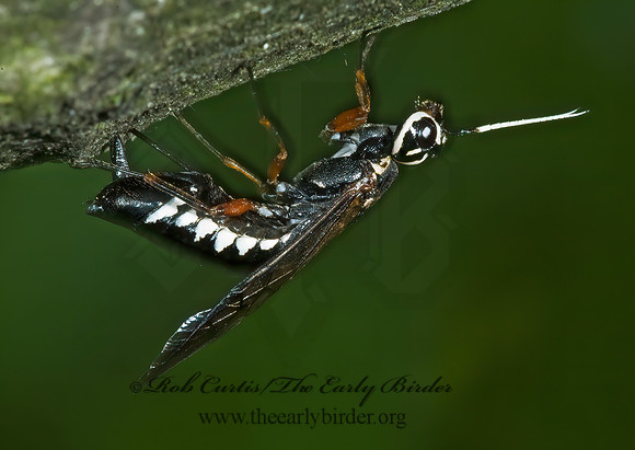 Xiphydria maculata 5008257z