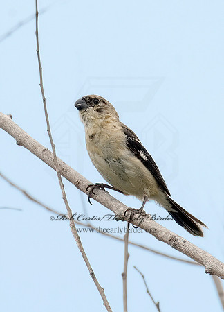 Sporophila morelleti  MORELET'S SEEDEATER 7006566z