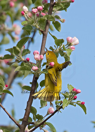 Setophaga petechia  YELLOW WARBLER 9021966z