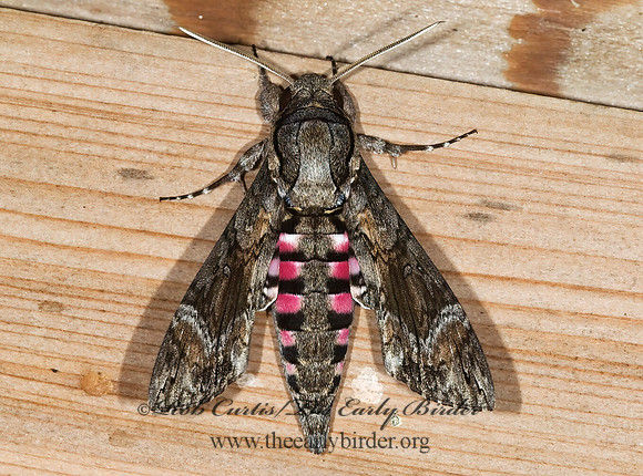Agrius cingulata  PINK-SPOTTED SPHINX MOTH  6023898z