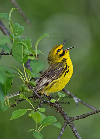 Setophaga discolor  PRAIRIE WARBLER  9023491z