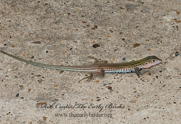Aspidoscelis gularis  TEXAS SPOTTED WHIPTAIL 6023457z