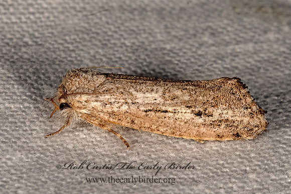 Acrolophus griseus  TUBEWORM MOTH  3033210z