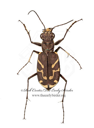 Cicindela tranquebarica tranquebarica 9015902z