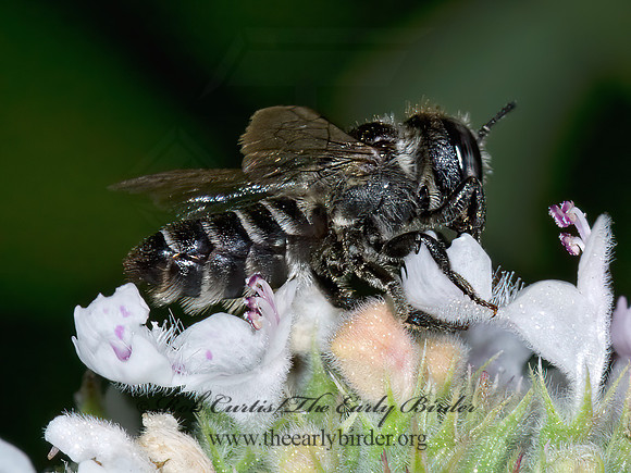 Megachile (Eutricharaea)  LEAFCUTTER BEE 6009283z