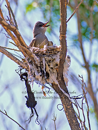 Tyrannus vociferans  CASSIN'S KINGBIRD 57824z