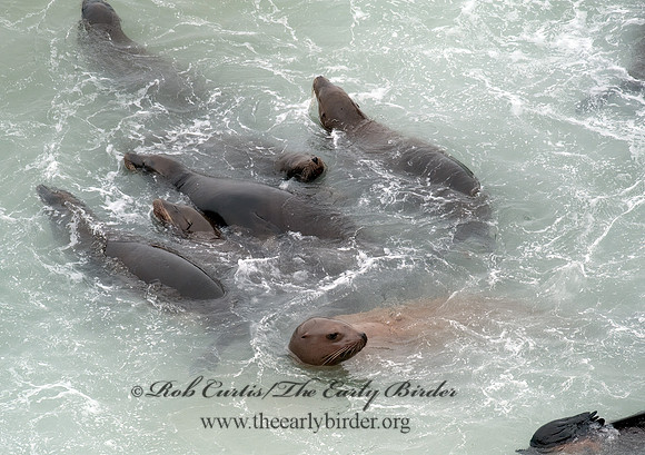 Zalophus californianus  CALIFORNIA SEA LION 8019583z