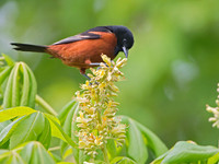 Icterus spurius ORCHARD ORIOLE 9044857z