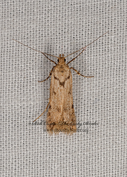 Prolita  TWIRLER MOTH 3024775z