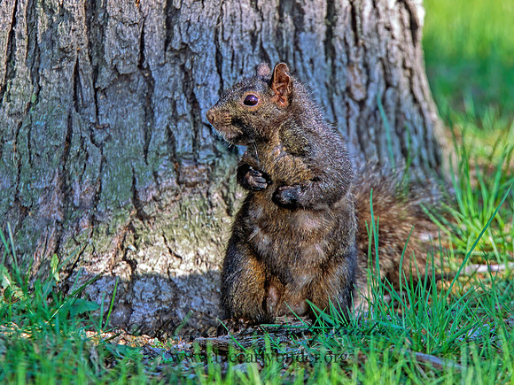 Sciurus carolinensis  EASTERN GRAY SQUIRREL 299133z
