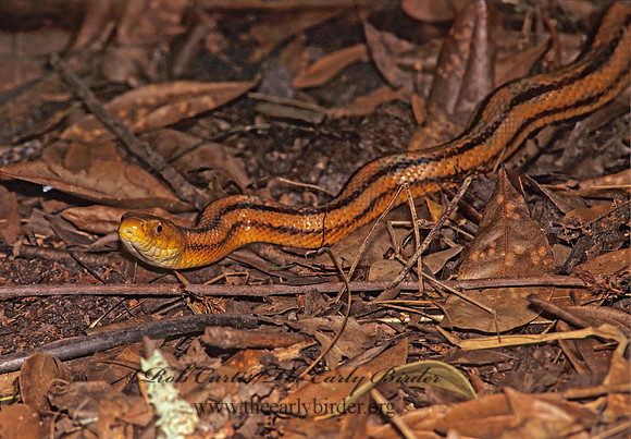 Elaphe obsoleta rossaleni  EVERGLADES RAT SNAKE 272412z