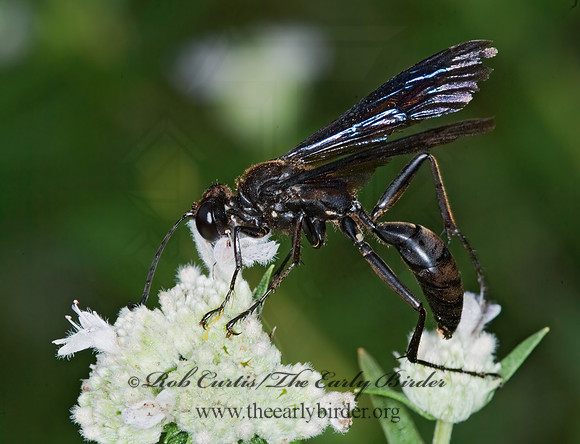 Sphex pennsylvanicus  GREAT BLACK DIGGER WASP 6012628z
