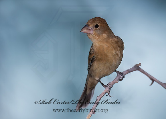 Guiraca caerulea  BLUE GROSBEAK 7008237z