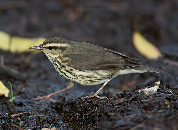 Parkesia noveboracensis  NORTHERN WATERTHRUSH 9005226z
