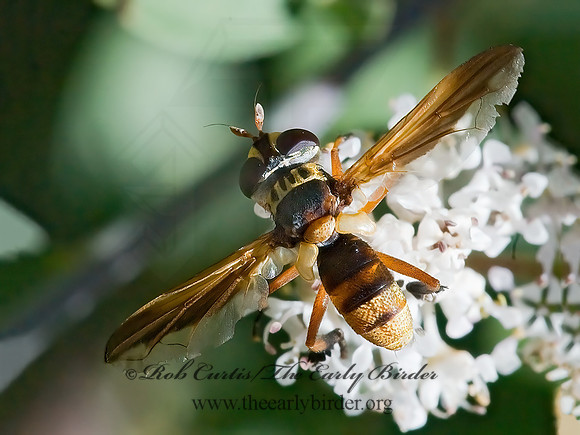 Trichopoda indivisa FEATHER-LEGGED TACHINID FLY 7009804z