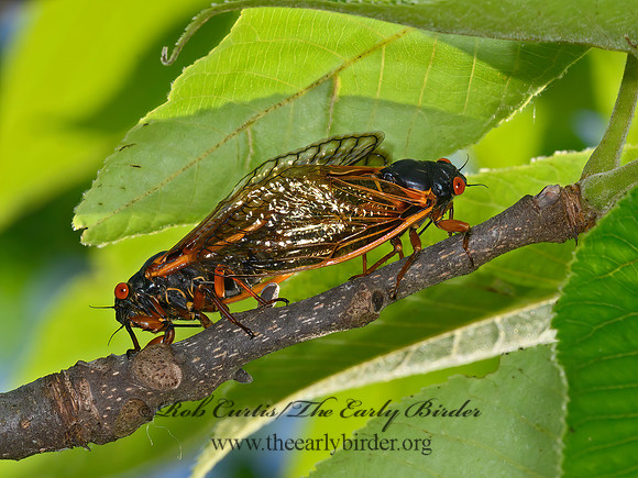 Magicicada cassinii  CASSIN'S PERIODICAL CICADA 3021424z