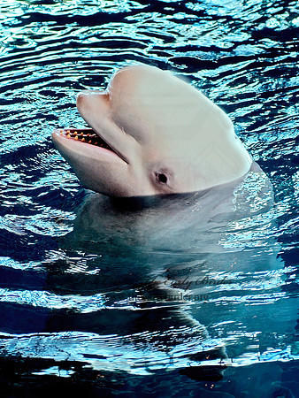Delphinapterus leucas  BELUGA 4002717az