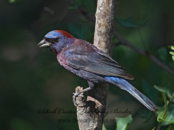 Passerina versicolor  VARIED BUNTING 3041012z