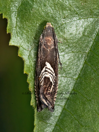 Grapholita  TORTRICID MOTH 8036895z