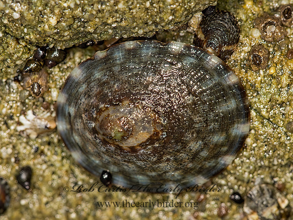 LIMPET 9059360z