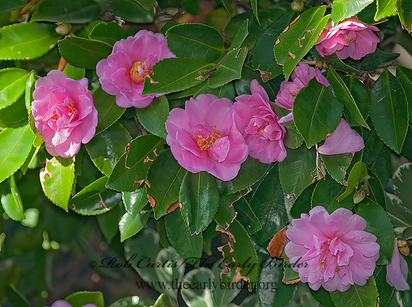 Camellia sasanqua  SASANQUA CAMELLIA 7017718z