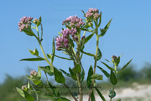 Pluchea odorata  MARSH FLEABANE 3039558z
